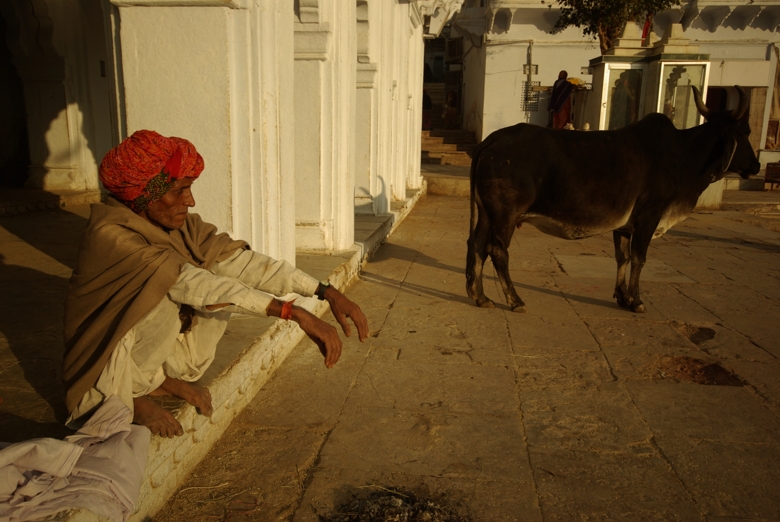 Man and cow