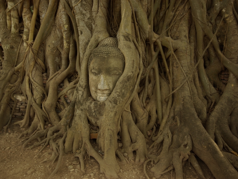 Thailand face on the tree