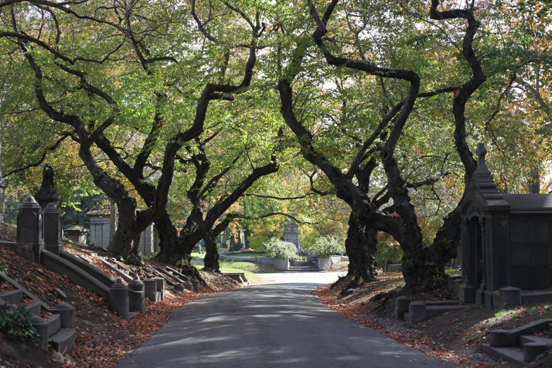 Road with trees